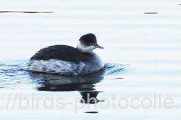 点在4羽観察ハジロカイツブリ　2025.12.16