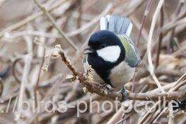 シジュウカラ　2026.01.27