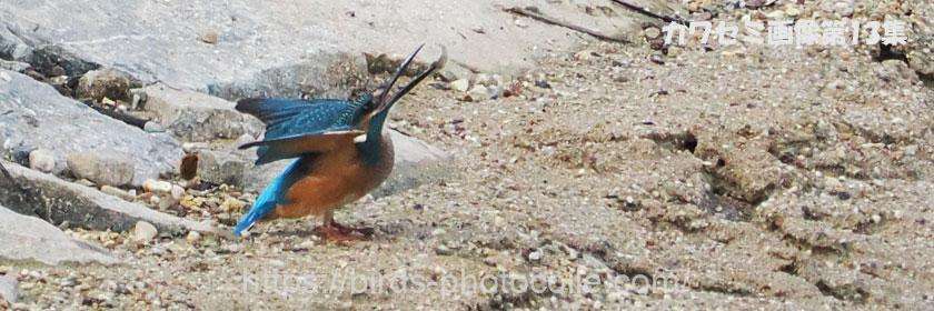 勅使池のカワセミ第13集