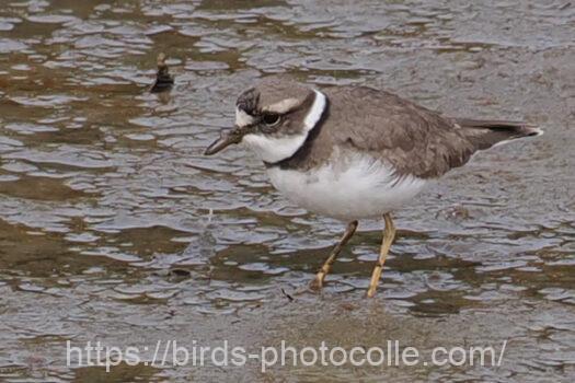 イカルチドリ230203