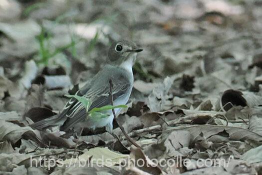 コサメビタキ　2024.09.18