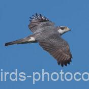 オオタカ 2025.02.24