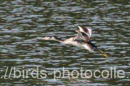 カンムリカイツブリ　2025.11.16