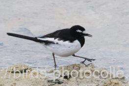 セグロセキレイ　2026.02.13