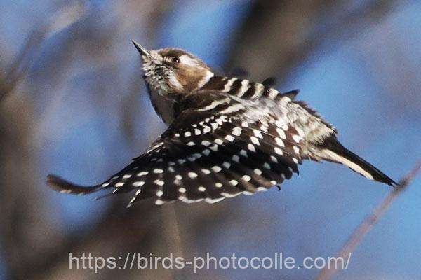 コゲラ 2026.03.10