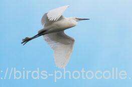 コサギ　2026.01.14