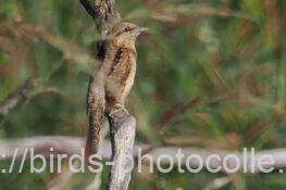 アリスイ　2025.11.06