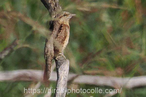 アリスイ 2025.11.06