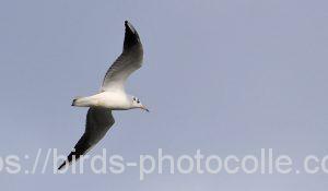 勅使池のユリカモメ191219