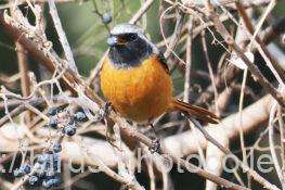 ジョウビタキ♂　2026.01.15