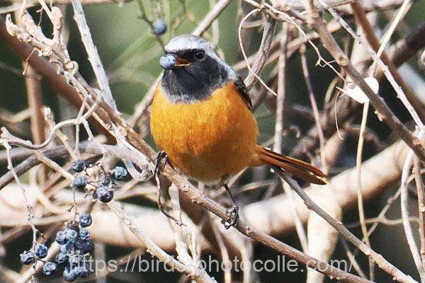 ジョウビタキ♂　2026.01.15