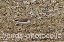 イソシギ　2025.10.19