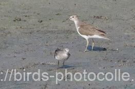 イソシギとオジロトウネン　2025.09.18