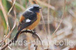 ジョウビタキ　2026.01.12