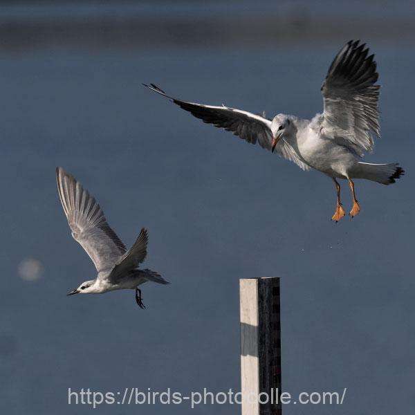 ユリカモメ25 2025.11.16