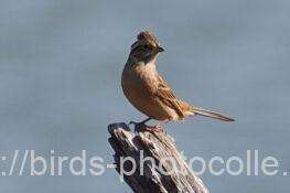 ホオジロ　2025.11.07