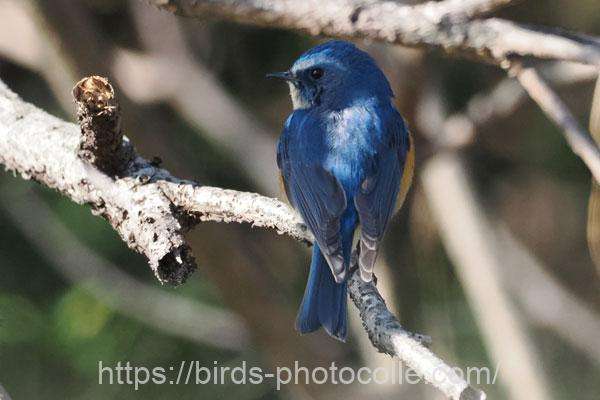 ルリビタキ♂　2026.03.05