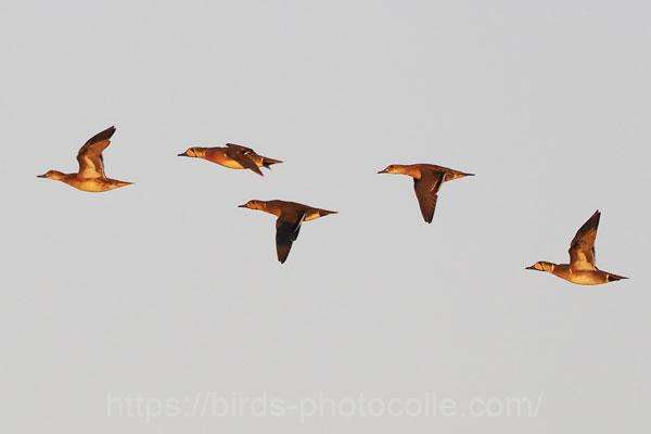 上空を旋回トモエガモ 2025.12.09