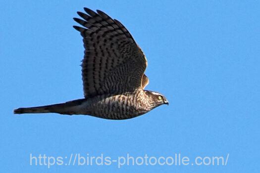 ハイタカ　2023.12.22