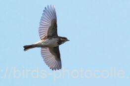 カシラダカ　2026.01.26