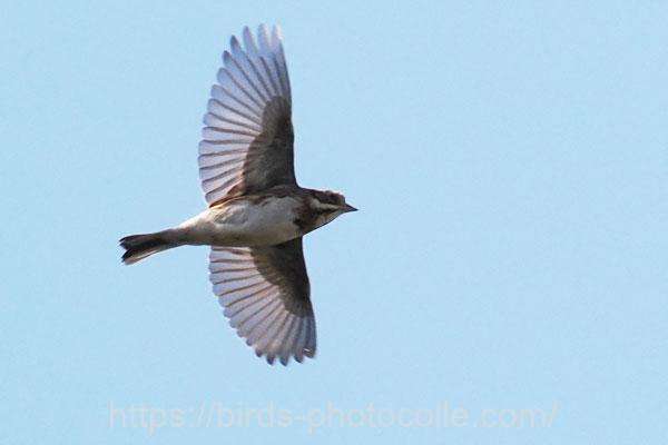 カシラダカ　2026.01.26