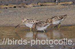 タシギ　2026.02.10