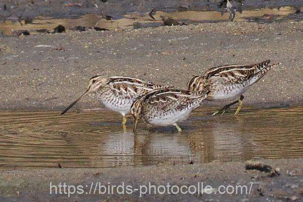 タシギ　2026.02.10