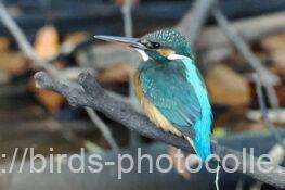 カワセミ　2025.12.06