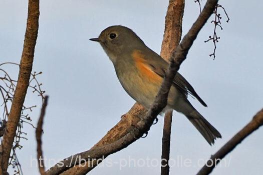 ルリビタキ　2025.02.19