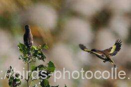 カワラヒワ　2025.11.15