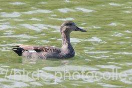 オカヨシガモ　2025.10.29