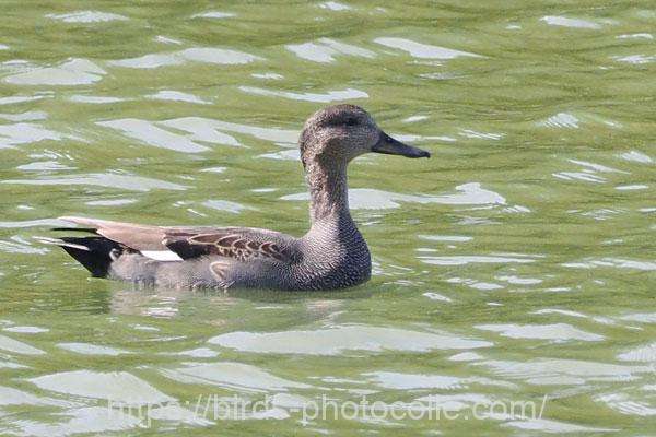 オカヨシガモ 2025.10.29