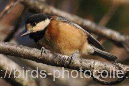 ヤマガラ　2026.01.03