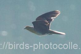 アオバト　2024.09.09