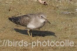 オジロトウネン（若）　2025.09.27