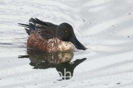 ハシビロガモ　2025.12.19