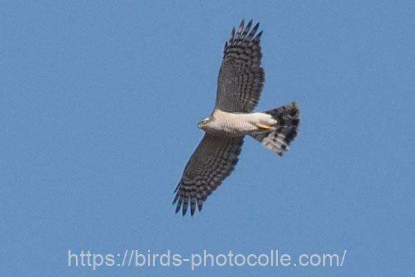 約二か月ぶり　オオタカ　2026.02.21