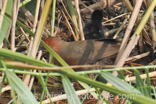 ヒクイナ　2023.08.18