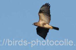 シーズン初ノスリ　2025.10.17