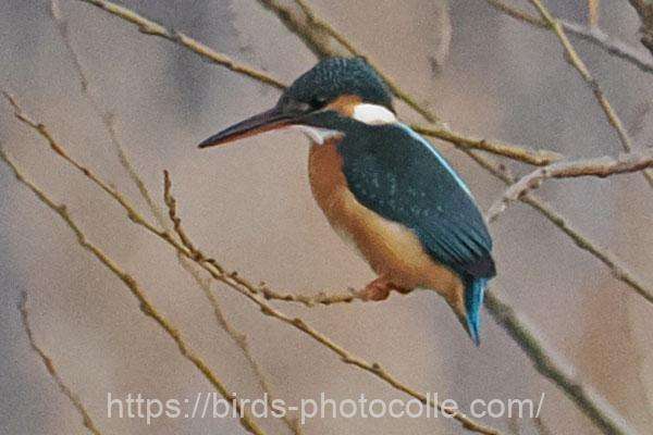 カワセミ　2026.02.16