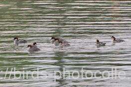 ミコアイサ　2025.11.13