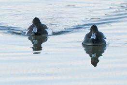 キンクロハジロ　2026.02.04