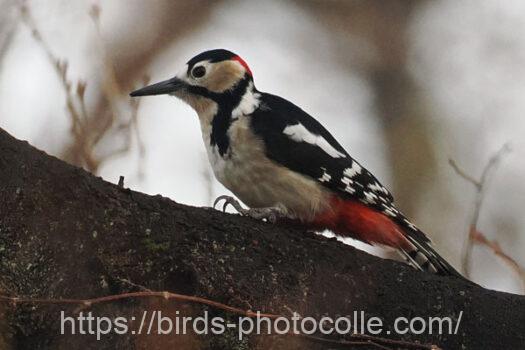 アカゲラ　2025.03.25