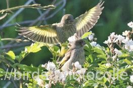 幼鳥2羽カワラヒワ　2025.05.13