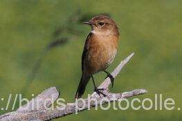 ノビタキ　2025.10.28