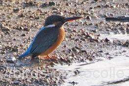 カワセミ　2025.11.12