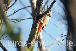 アカゲラ　2026.02.10