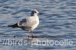 ユリカモメ　2024.11.29