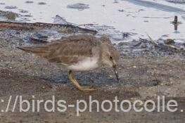 オジロトウネン　2025.09.27