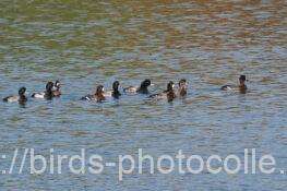 スズガモ　2025.11.30